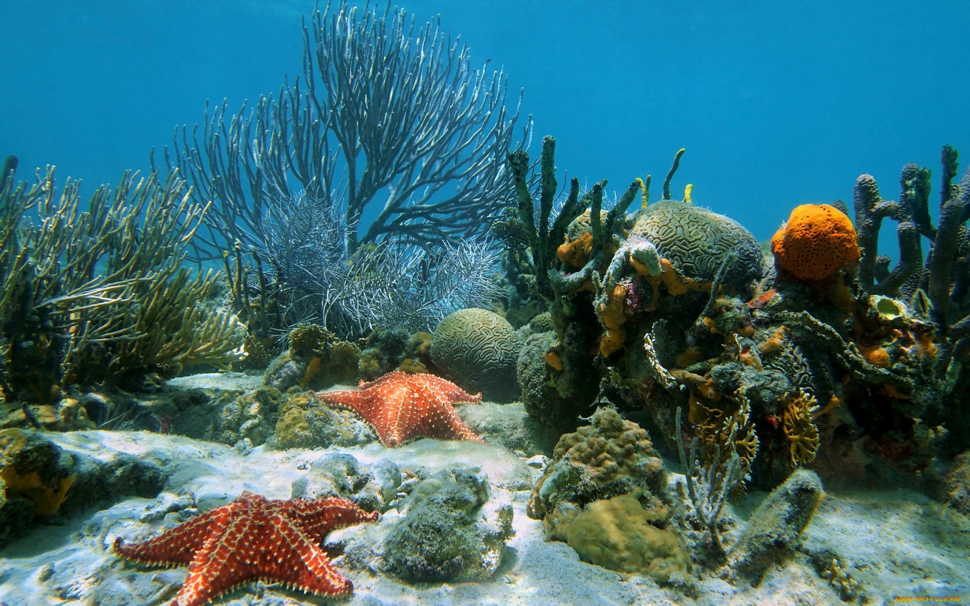 ,  , underwater, ocean, coral, reef, sand, starfish, tropical